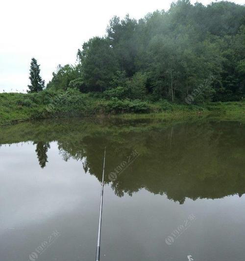 五月水库野钓草鱼的技巧与方法（探寻草鱼钓法）  第1张