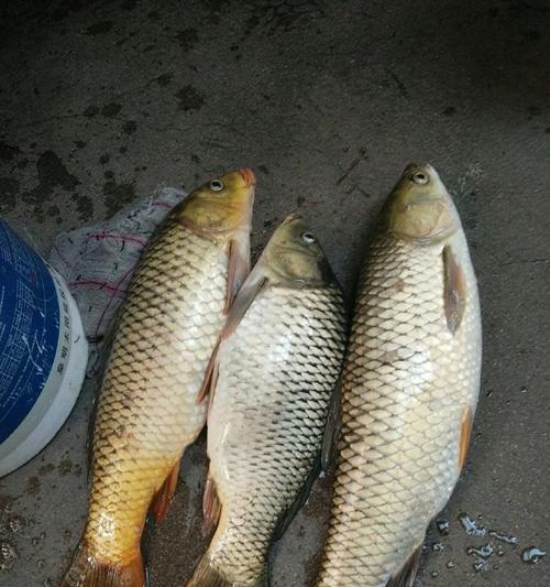 水库野钓鲤鱼草鱼技巧与钓法教程（提高水库钓鲤鱼草鱼成功率的实用技巧与经验分享）  第1张