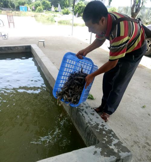 水库钓鱼技巧之虾仁作饵（水库钓鱼新招）  第1张