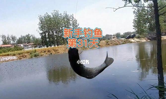 水深30公分下的钓鱼技巧（探秘浅水钓鱼的窍门）  第1张