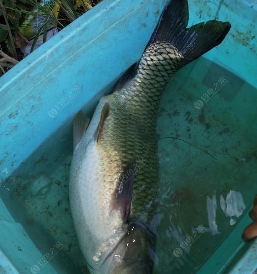 水塘拉饵钓鱼技巧（轻松掌握钓鱼技巧）  第1张