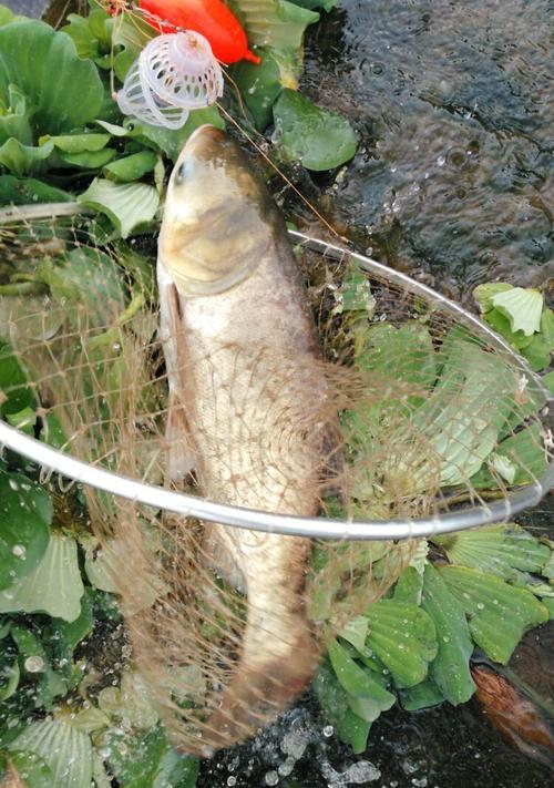 水域宽广野钓鲢鳙绝技（云钓鲢鳙的最佳策略和技巧）  第1张