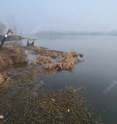 水域水草钓鱼技巧与方法（探秘水草中的渔乐世界）  第1张