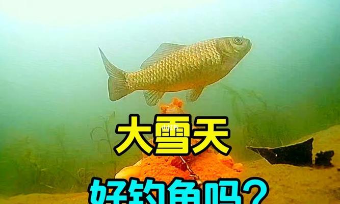 水涨水浑钓鱼技巧（钓鱼高手分享水涨水浑的成功经验）  第1张