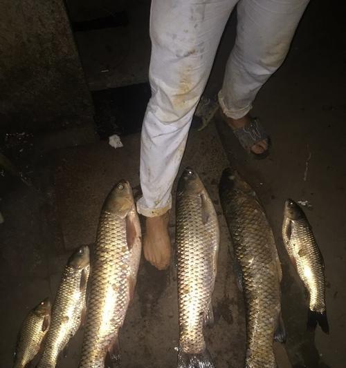 五月雨天夜钓草鱼的技巧（雨夜提升钓草鱼成功率的关键）  第1张