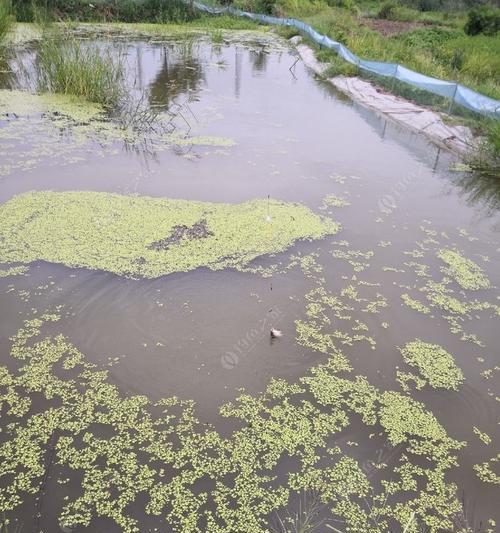 虾塘钓鱼技巧教程（掌握虾塘钓鱼的关键技巧）  第1张