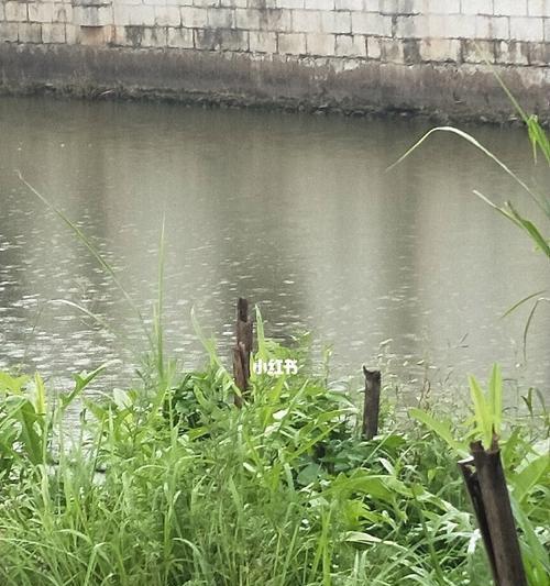 大雨钓鱼技巧教程（掌握雨天钓鱼要领）  第1张