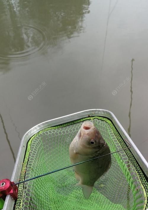 雨过后钓鱼技巧（掌握正确技巧）  第1张