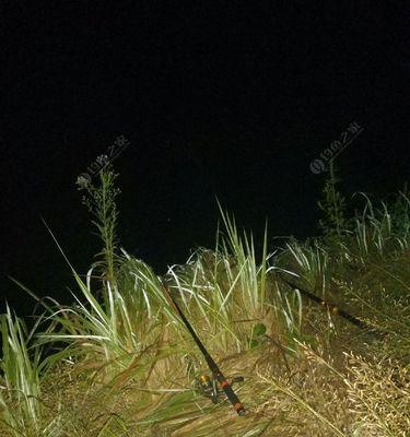 雨后夜钓草鱼技巧大揭秘（掌握关键技巧）  第1张