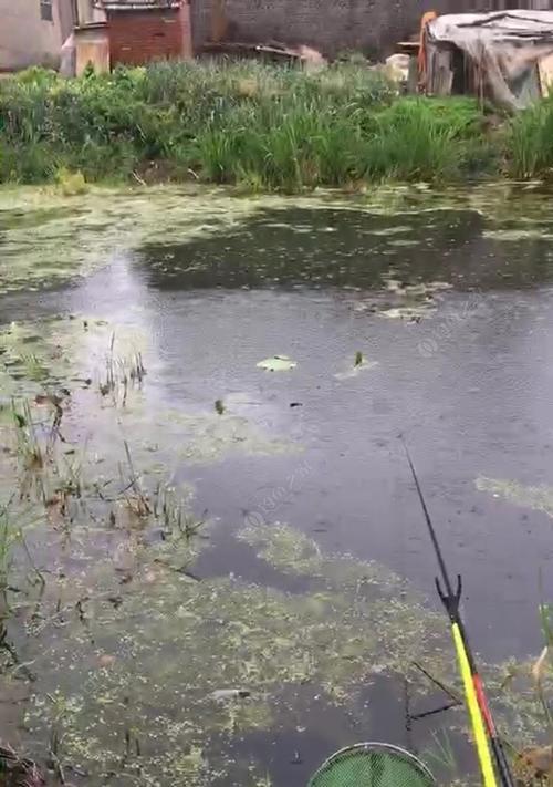 秋雨天钓鱼技巧（雨水中的丰收与挑战）  第1张