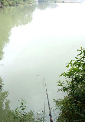 雨天钓鱼鲤鱼的技巧（掌握这些技巧）  第1张