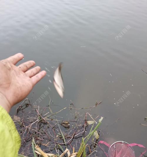 雨天海边钓鱼秘籍（探秘钓鱼乐趣与技巧）  第1张