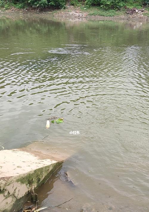 雨天野钓鲤鱼的技巧与经验（掌握钓鲤鱼的秘密）  第1张