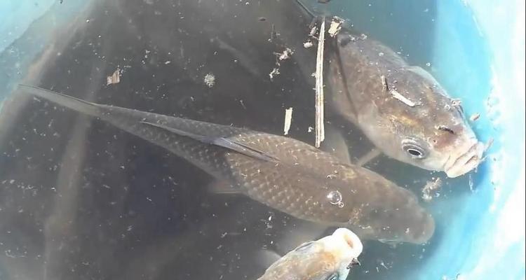 夏初大水面野钓鲫鱼技巧（夏初大水面野钓鲫鱼的捕获技巧与经验分享）  第1张