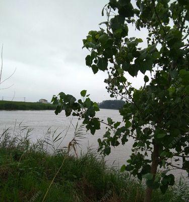 夏季暴雨垂钓技巧（应对夏季暴雨中的钓鱼难题）  第1张