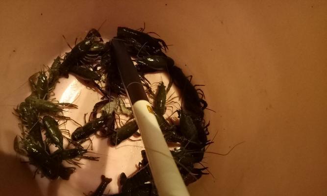 夏季垂钓龙虾的技巧（捕获丰富的龙虾猎物）  第1张