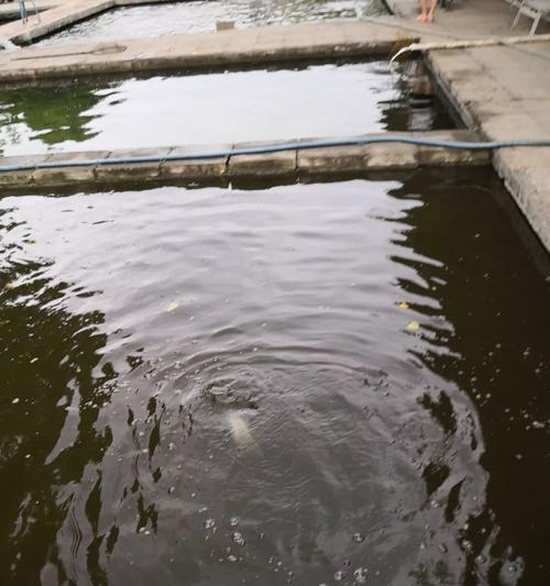 夏季大雨中的钓鱼技巧与方法（利用雨水催发鱼儿食欲）  第1张