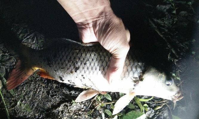 夜钓技巧夏季湖钓全攻略（夜晚是渔夫的舞台）  第1张