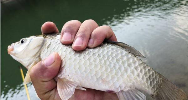 夏季阴天钓白鲢的技巧（白鲢钓鱼的好时机与心得分享）  第1张