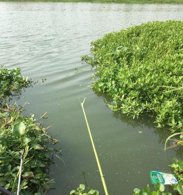 夏季钓鱼水草区钓位选择技巧（掌握关键因素）  第1张