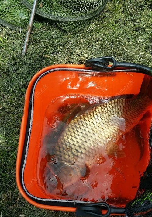 夏日钓鱼鲤鱼的技巧（探秘夏日钓鱼技巧）  第1张