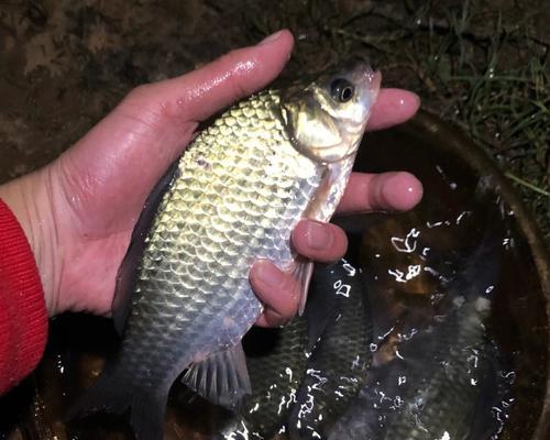 夏天河流野钓鲫鱼技巧（揭秘夏季河流钓鲫鱼的绝招）  第1张