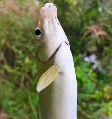 夏天混养塘钓鱼的用饵技巧（夏季钓鱼）  第1张