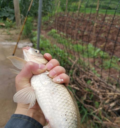 夏天混养鱼塘钓鱼技巧（挑选适合混养鱼种）  第1张