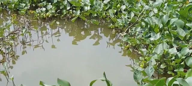 夏天浅水草窝钓鱼技巧（轻松掌握）  第1张