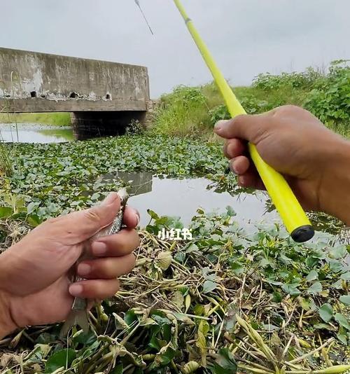 夏日乡间小河钓鱼技巧（乐享钓鱼）  第1张