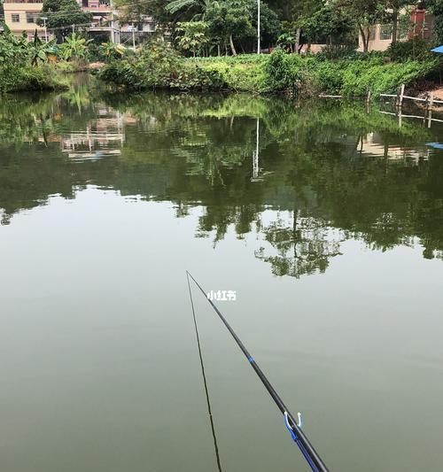 夏天新手钓鱼技巧（掌握夏季钓鱼的关键技巧）  第1张