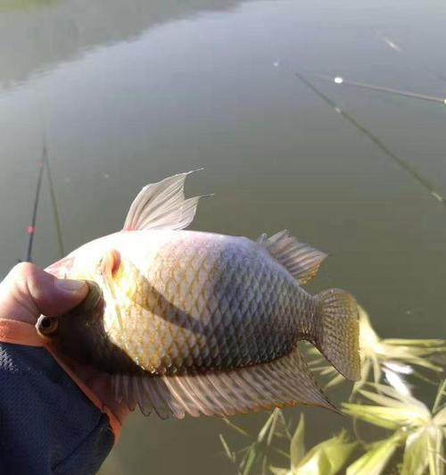 夏天野钓罗非鱼的技巧（掌握钓罗非鱼的窍门）  第1张