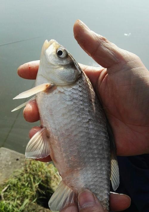 夏日鲫鱼野钓技巧与饵料调配（提升夏天野钓鲫鱼的捕获率）  第1张