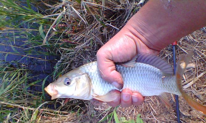 夏日野钓鲫鱼的技巧方法（掌握鲫鱼钓法让你在夏天大获成功）  第1张