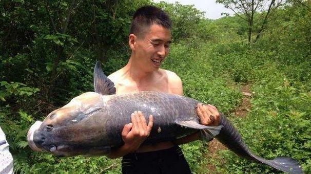 夏日野钓，探索手竿钓大鱼的技巧（挑战夏季钓鱼极限）  第1张