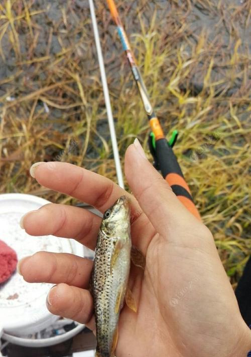 夏天野河垂钓技巧（提高成功率的关键点）  第1张