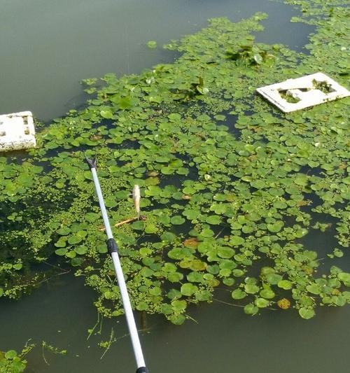 夏天野河水草多钓鱼打窝技巧（掌握窍门）  第1张