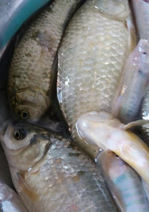 夏天野河野钓大鲫鱼的技巧（揭秘夏天野河野钓大鲫鱼的最佳时机与技巧）  第1张