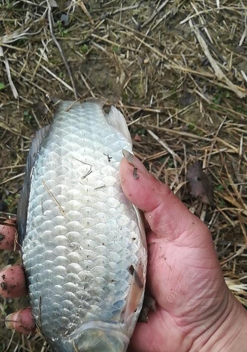 夏天野河野钓鱼技巧（享受户外钓鱼乐趣的必备技巧）  第1张