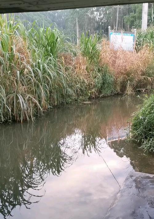 新手河边钓鱼技巧（轻松掌握）  第1张