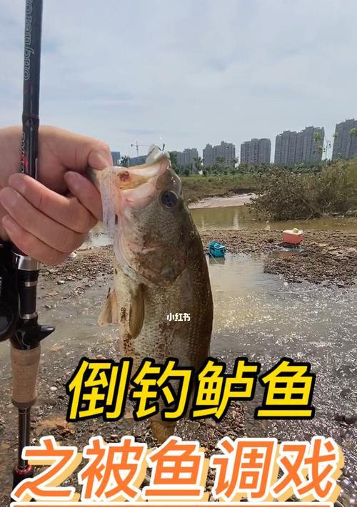 休闲钓鱼技巧与方法（享受钓鱼乐趣的关键）  第1张