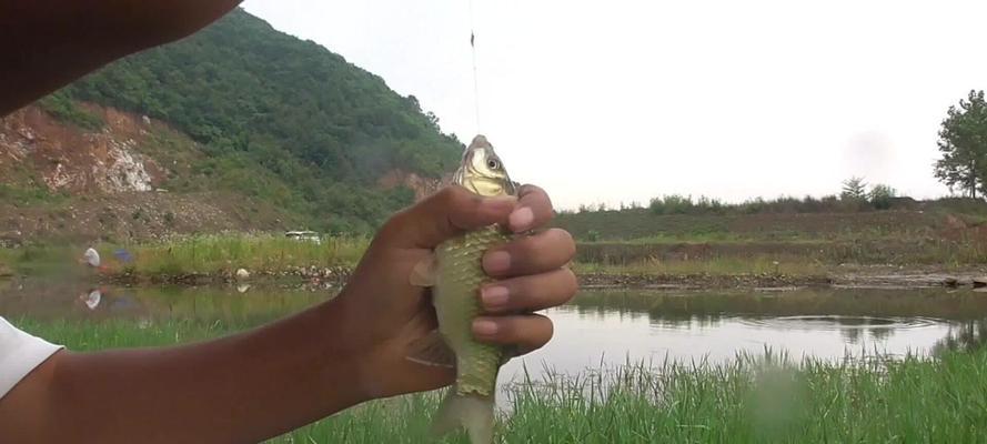 野钓鲫鱼草窝技巧（选择合适的草窝让钓鲫鱼更轻松）  第1张