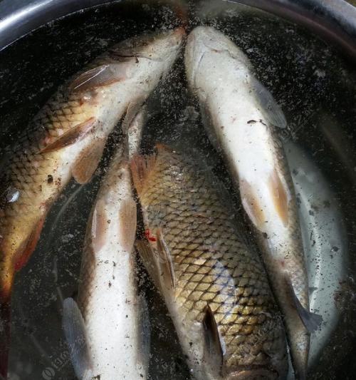 野钓开饵小技巧，简单高效（快速掌握野钓开饵技巧）  第1张