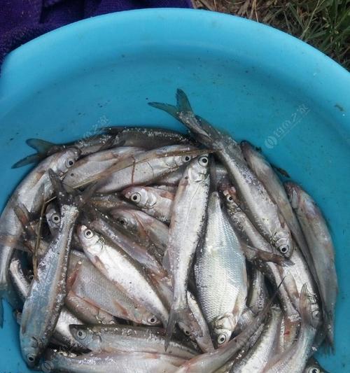 钓鲤鱼鳊鱼草鱼翘嘴技巧（提高钓鲤鱼鳊鱼草鱼成功率的实用技巧）  第1张