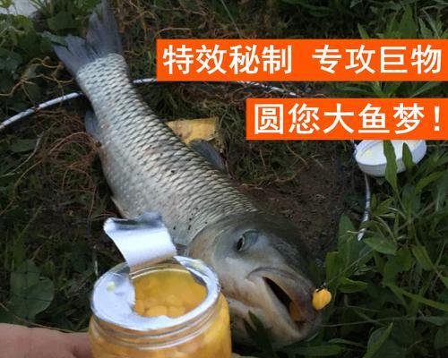 野钓鲤鱼玉米饵调漂技巧（技巧分享）  第1张