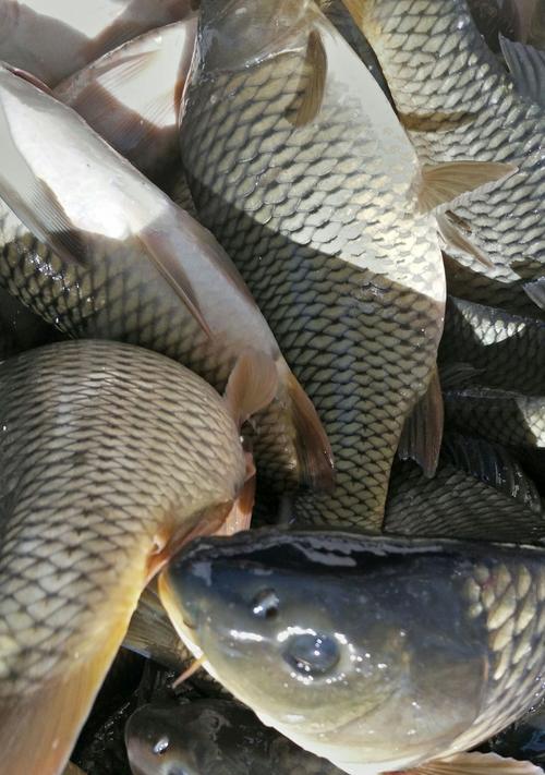 野钓鲤鱼的最佳上鱼时间和技巧（掌握最佳时间与技巧）  第1张