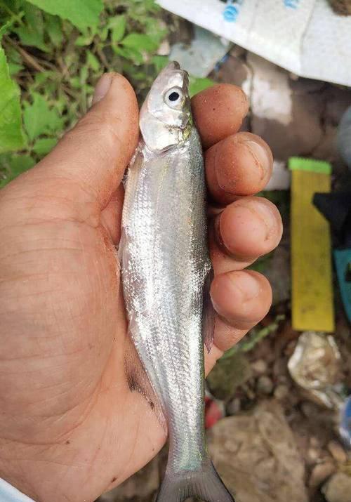 野钓翘嘴技巧（探讨在野钓中选择底钓或浮底钓的技巧和策略）  第1张