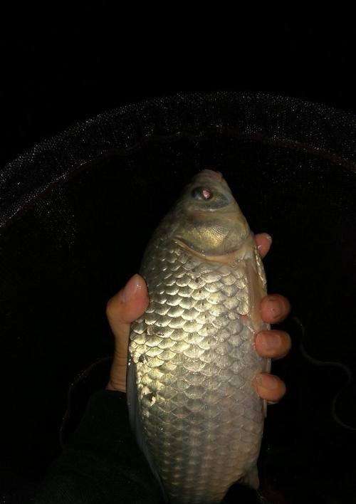 夜钓河水野钓鲫鱼技巧及方法（探秘夜晚河边钓鲫鱼的技巧与经验）  第1张