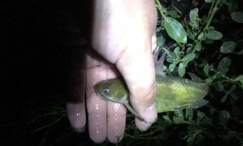 夜钓湖库钓草鱼的技巧与方法（探寻夜晚湖库草鱼的钓鱼技巧）  第1张