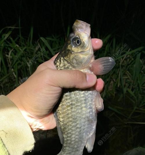 夜钓鲫鱼技巧海竿教学（掌握夜钓鲫鱼的技巧）  第1张